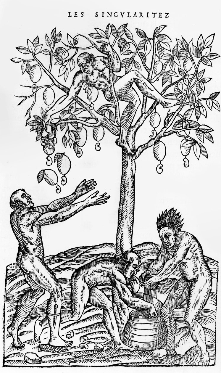 Raccolta di noci per la produzione di vino, illustrazione da Singularities of France Antarctique, di Andre de Thevet, 1558 da French School
