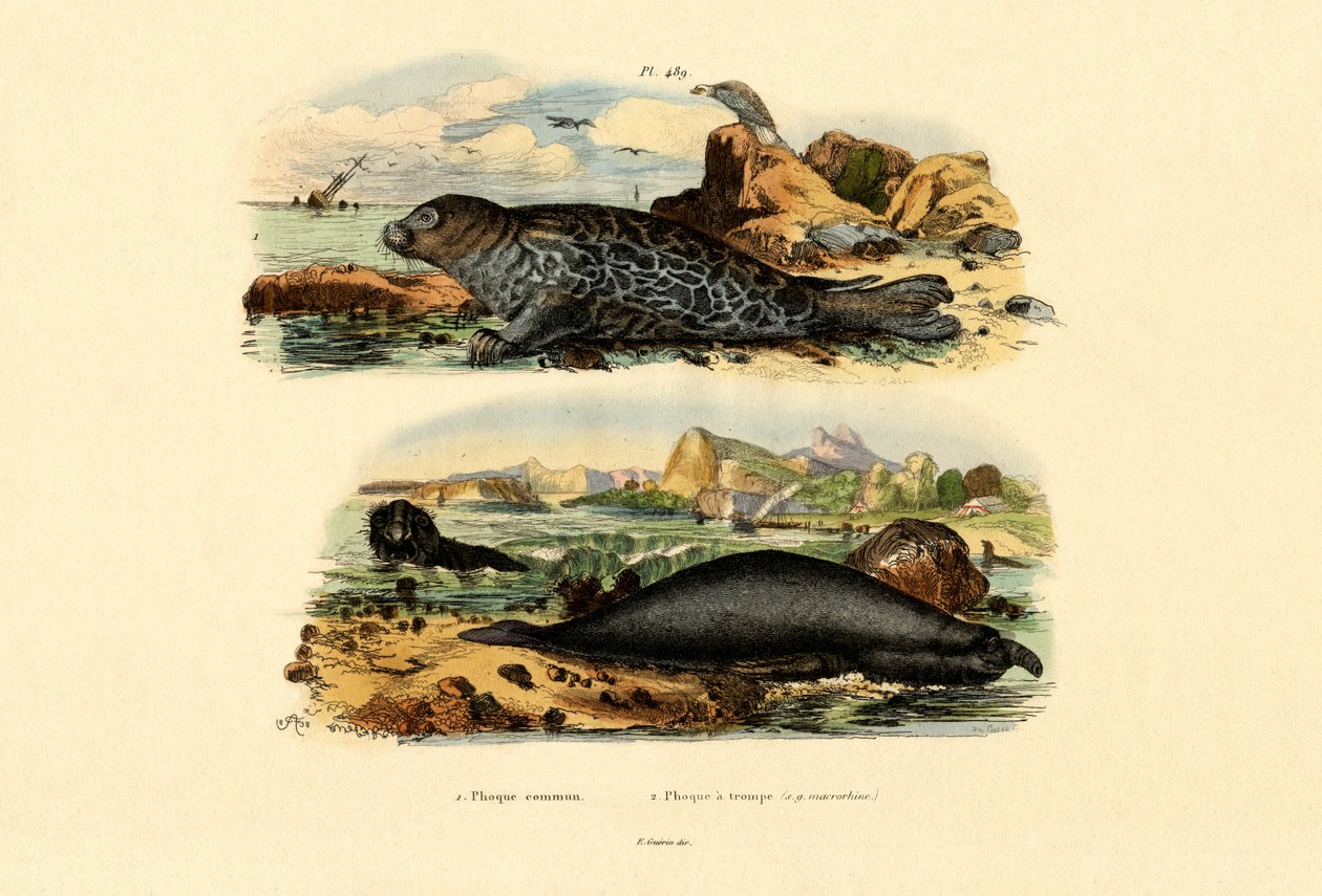 Foca Comune da French School