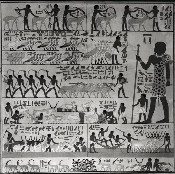 Copia di un rilievo dalla mastaba di Ti a Saqqara (murale) da French School