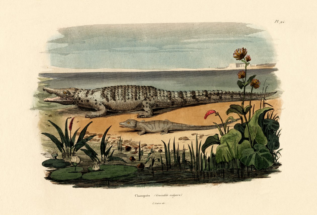 Coccodrilli da French School