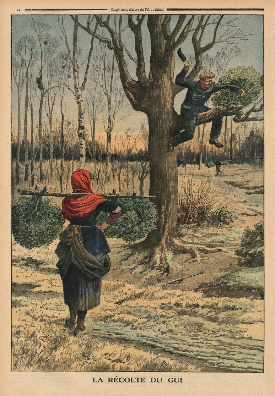 Taglio del vischio, illustrazione di copertina di 