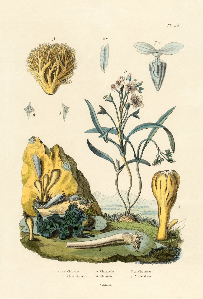 Chiocciola da French School