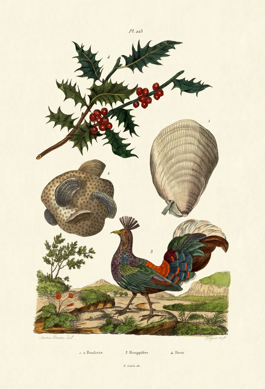 Agrifoglio europeo da French School