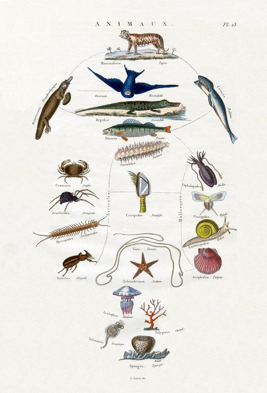 Evoluzione, 1833-39 da French School
