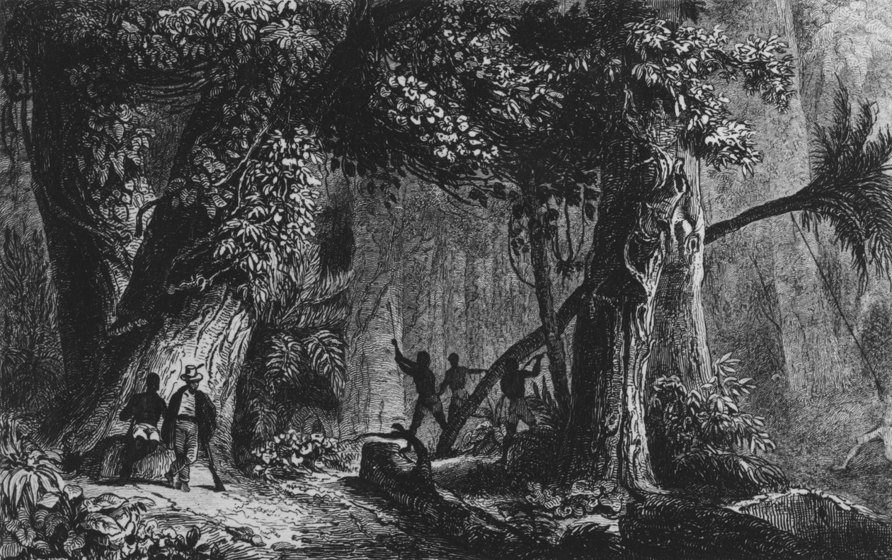 Apertura della foresta da 