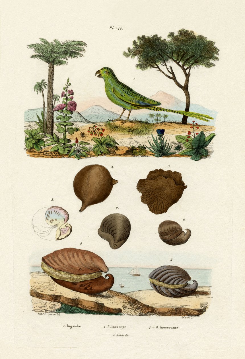 Pappagallo di terra da French School