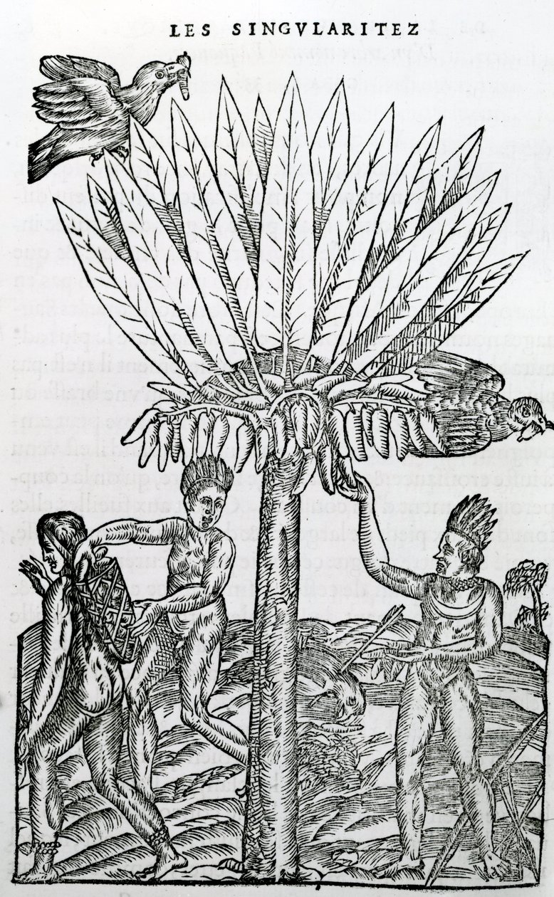 Raccolta, illustrazione da Singularities of France Antarctique, di Andre de Thevet, 1558 da French School