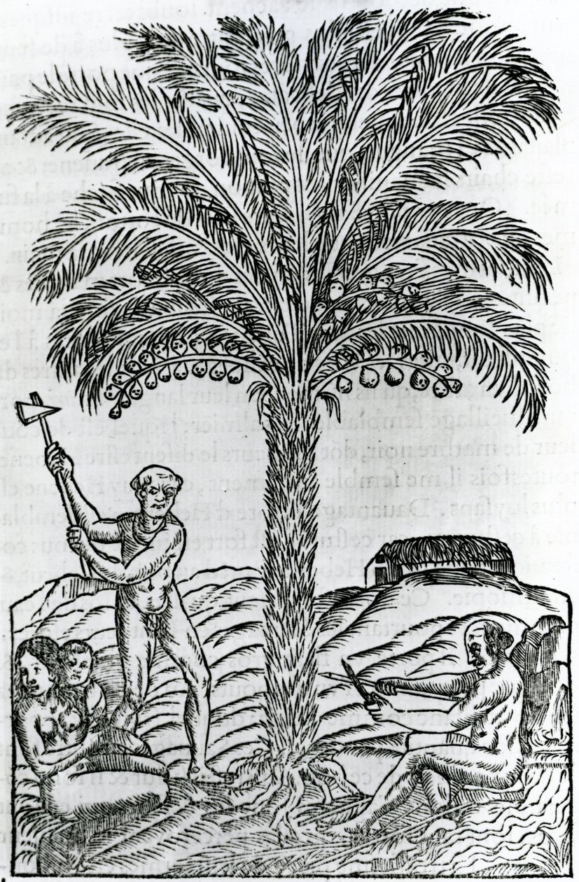 Raccolta, illustrazione da Singularities of France Antarctique, di Andre de Thevet, 1558 da French School