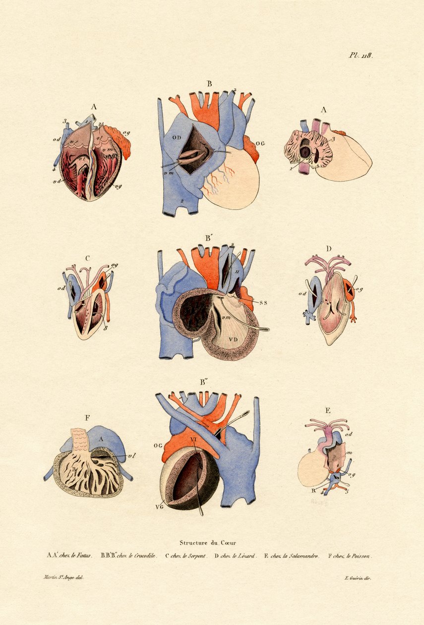 Struttura del cuore da French School