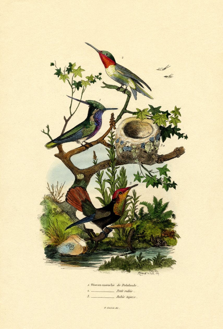 Colibrì da French School