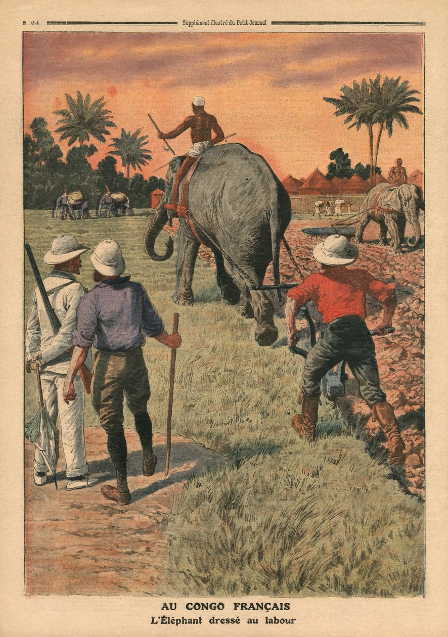 Nel Congo Francese, elefante addestrato all