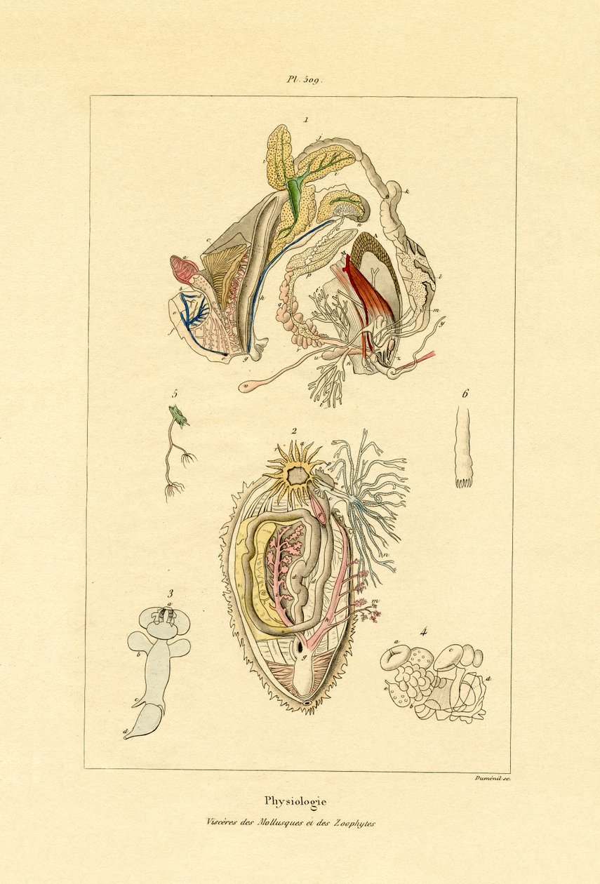 Intestini da French School
