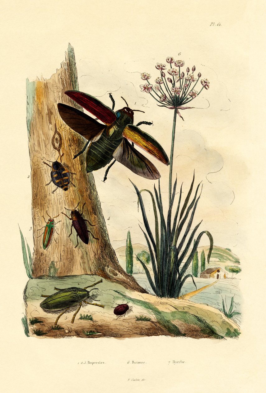 Coleotteri Gioiello da French School