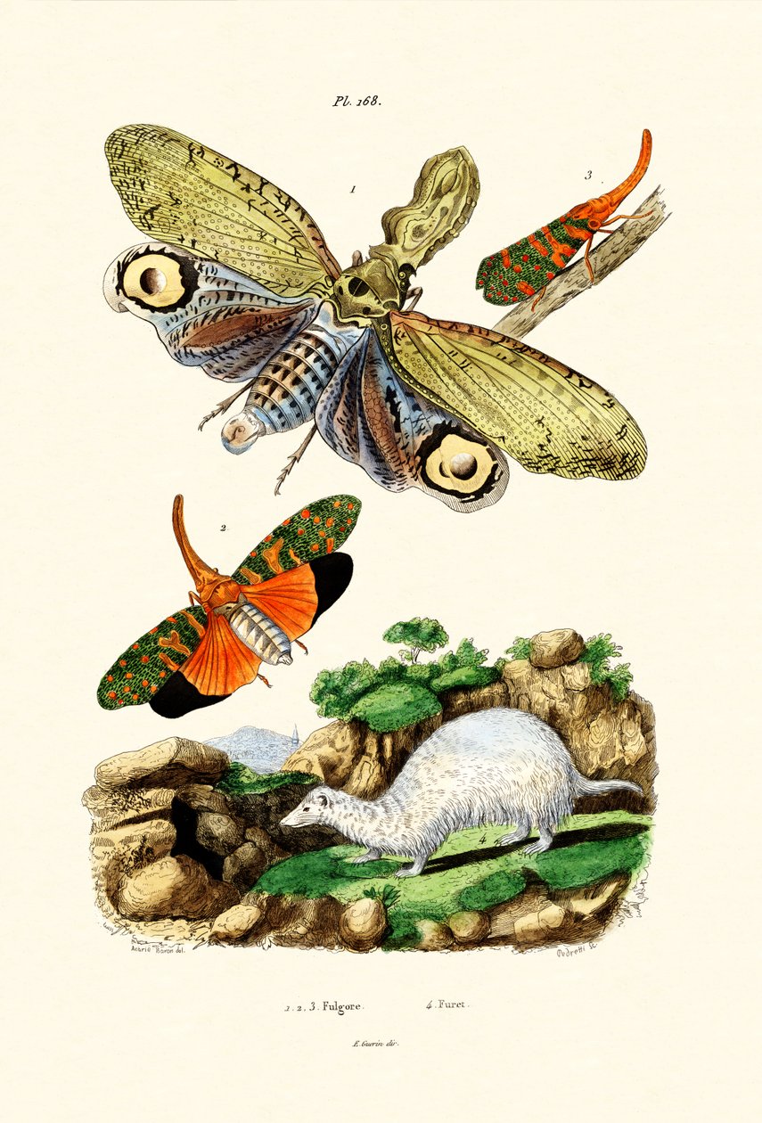 Lanternfly da French School