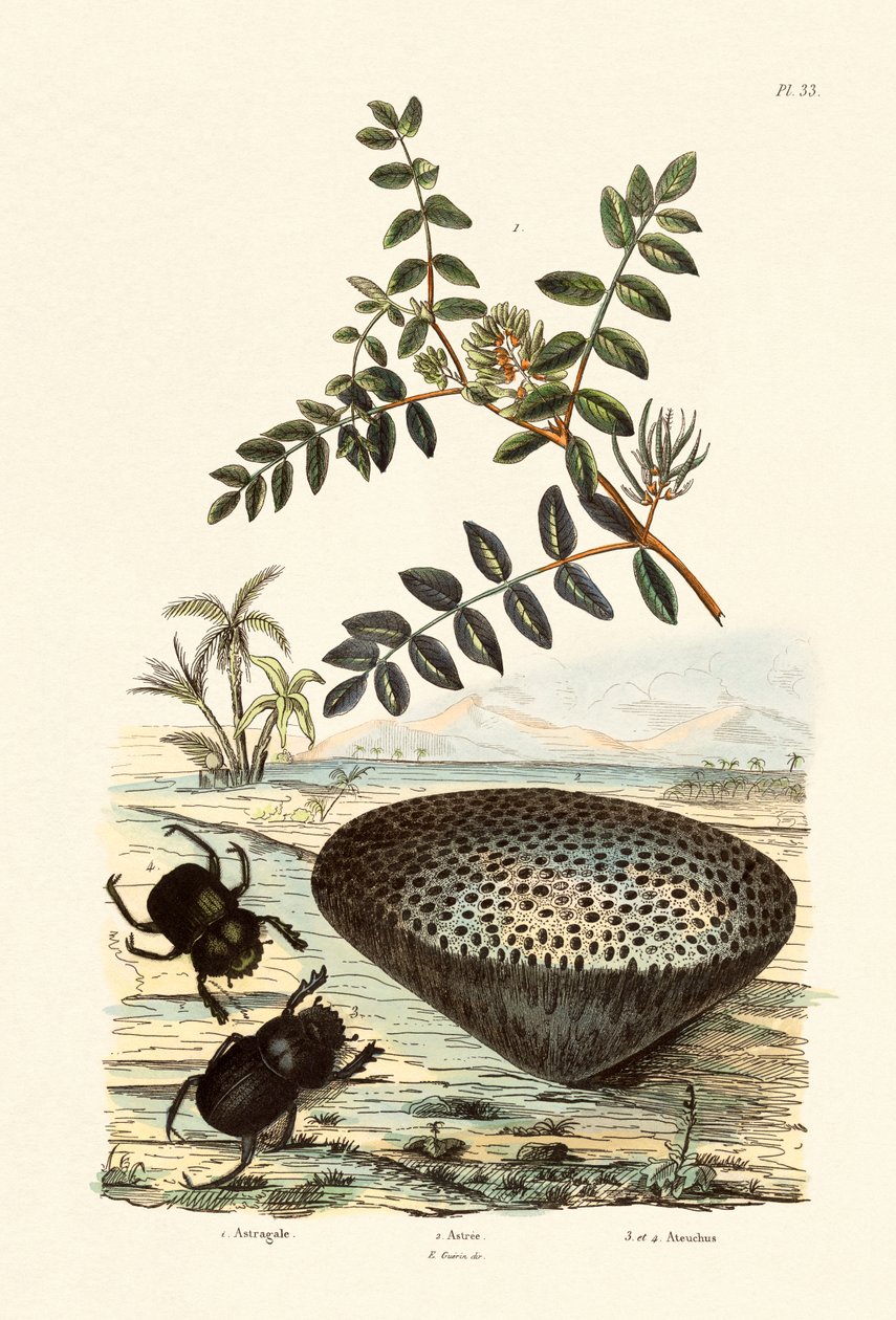 Astragalo, 1833-39 da French School