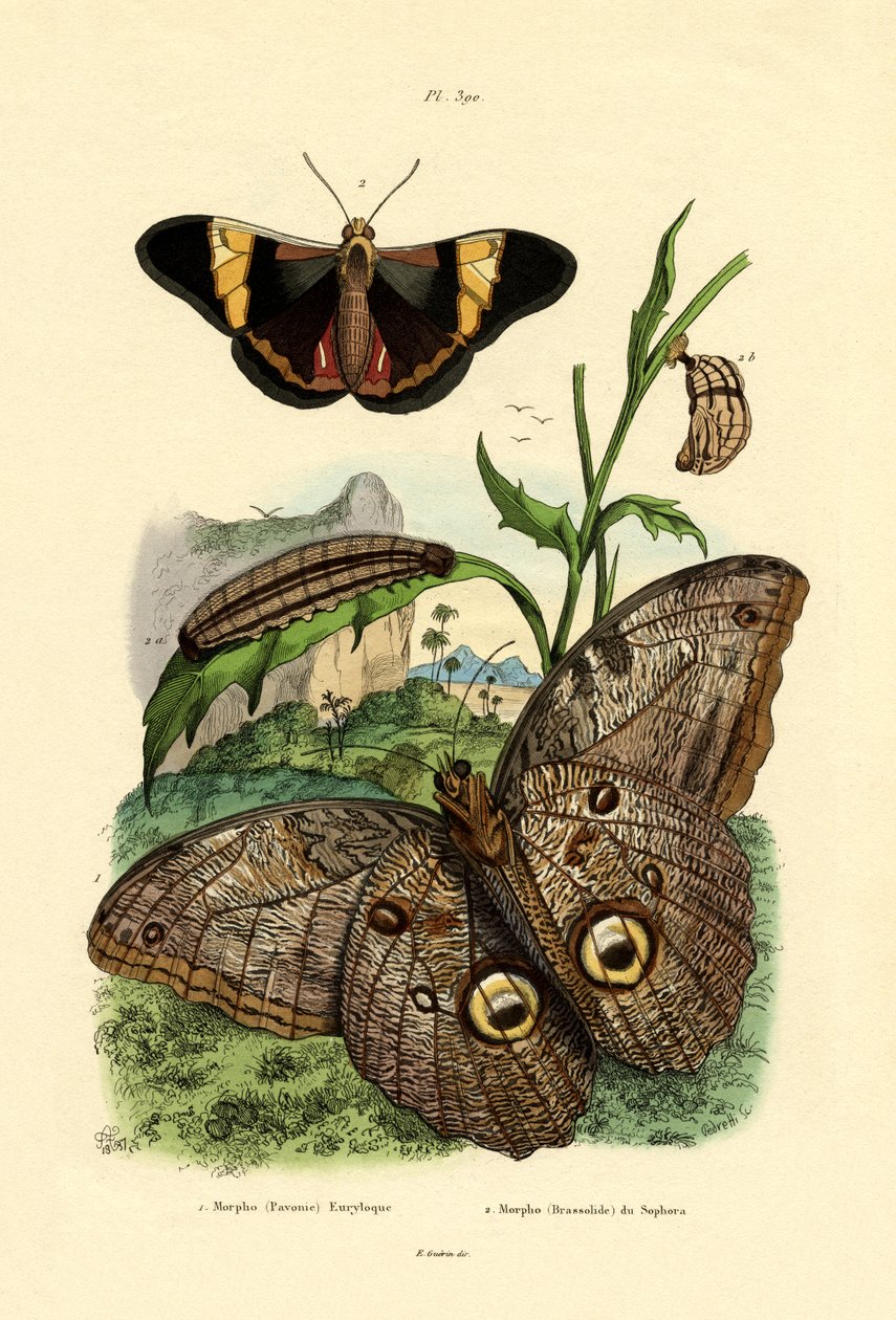 Morpho da French School