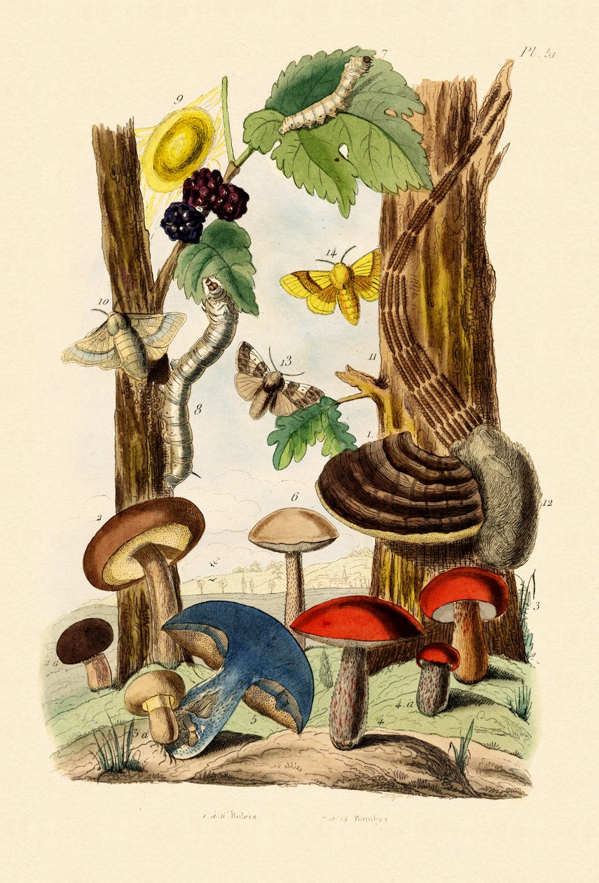 Funghi da French School