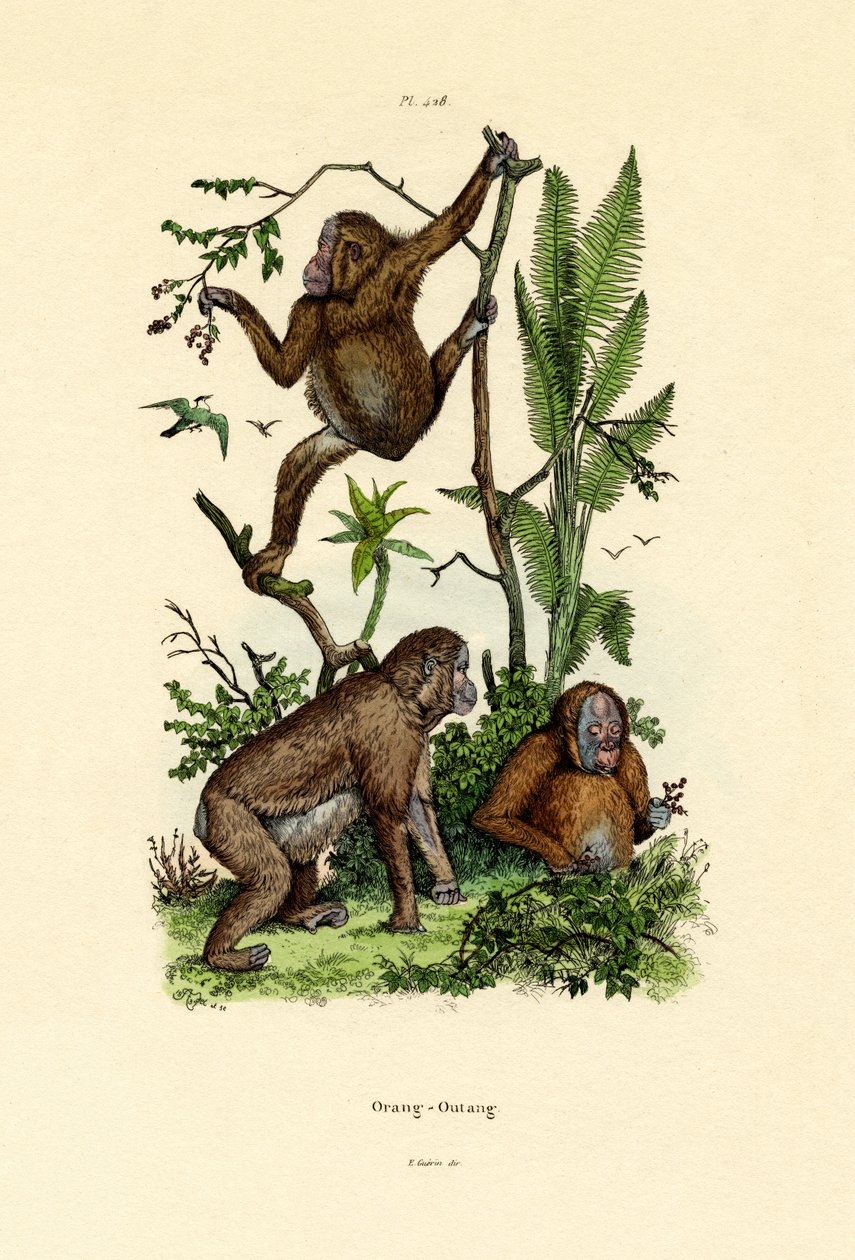 Orangutan da French School