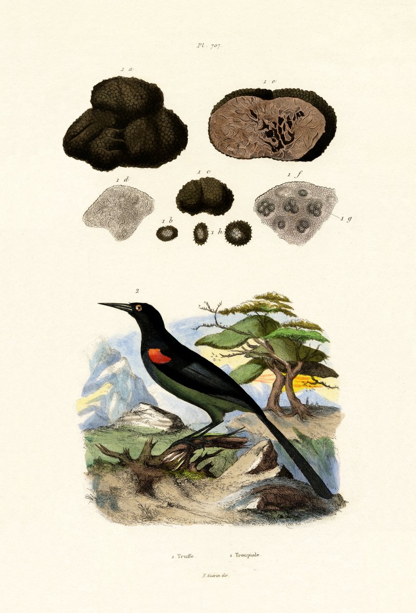 Oriolo, 1833-39 da French School