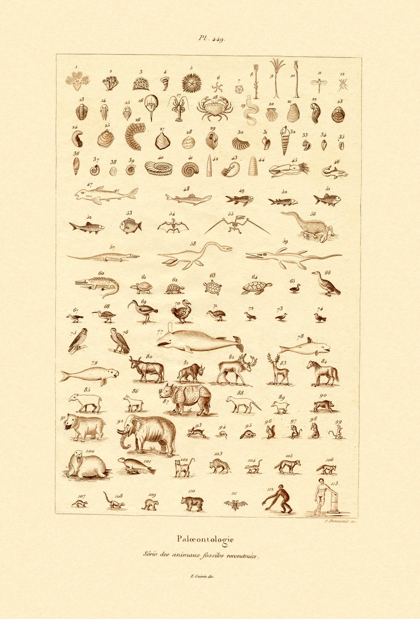 Paleontologia da French School