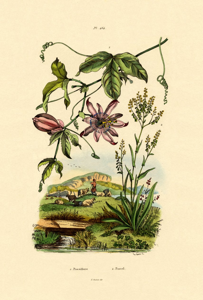 Fiore della passione da French School