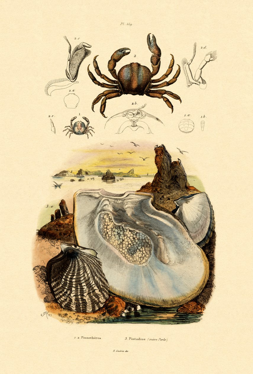 Granchio pisello da French School