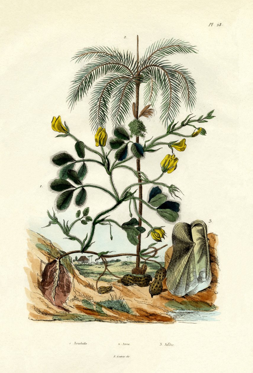 Pianta di arachidi, 1833-39 da French School