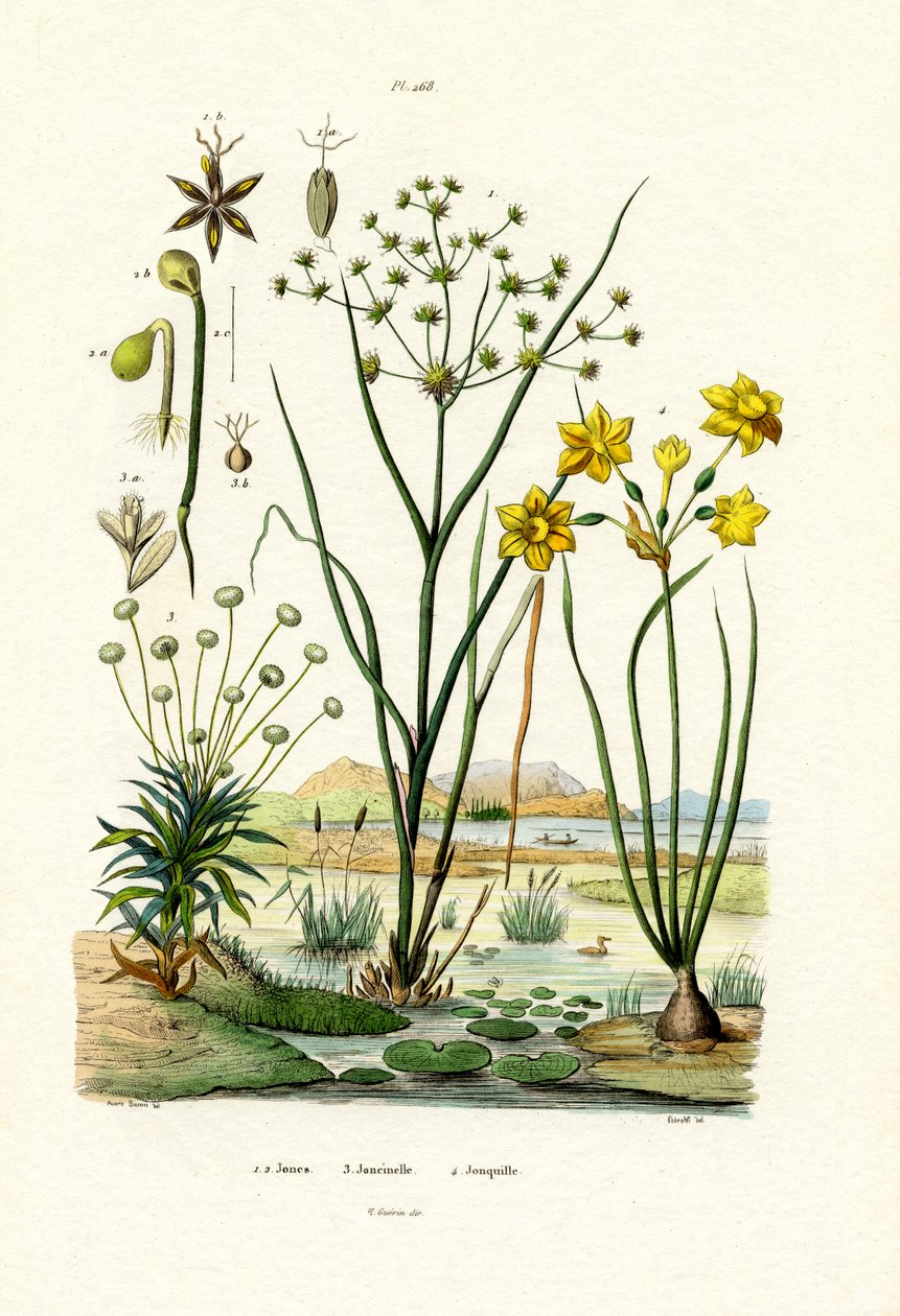 Eriocaulon da French School