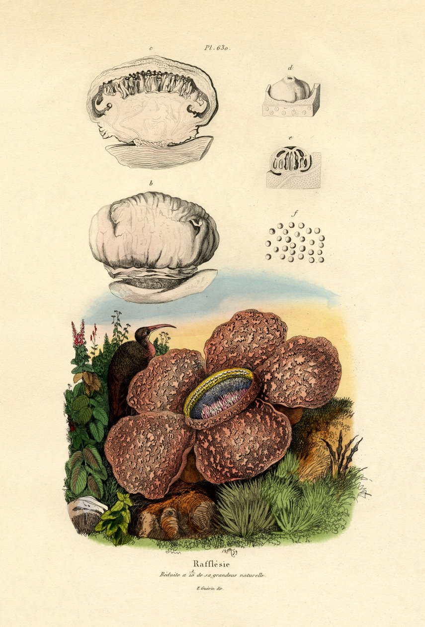 Rafflesia da French School