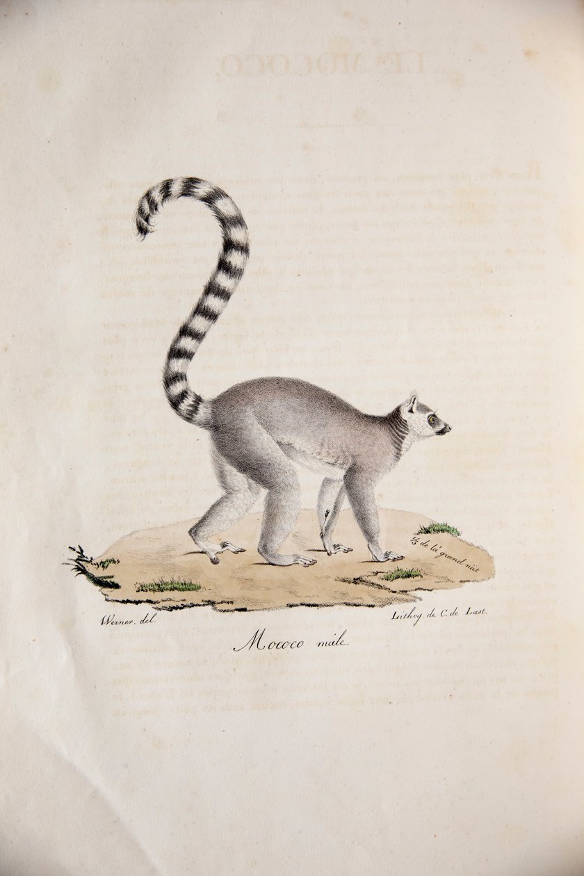 Lemure dalla coda ad anelli, da Histoire Naturelle des Mammifères, con figure originali, di Étienne Geoffroy Saint-Hilaire & Frédéric Cuvier, 1824-42 da French School