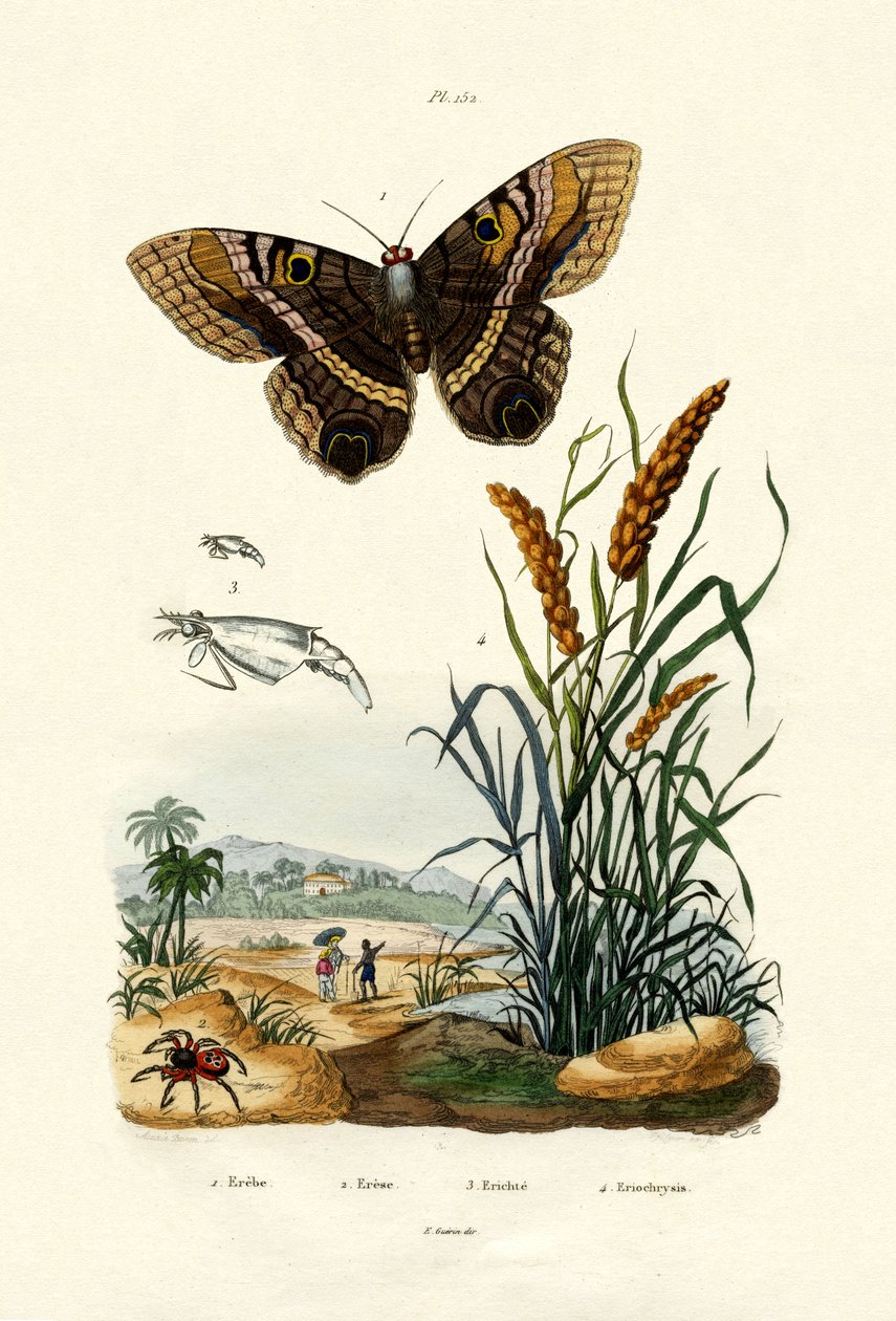 Ringlet da French School