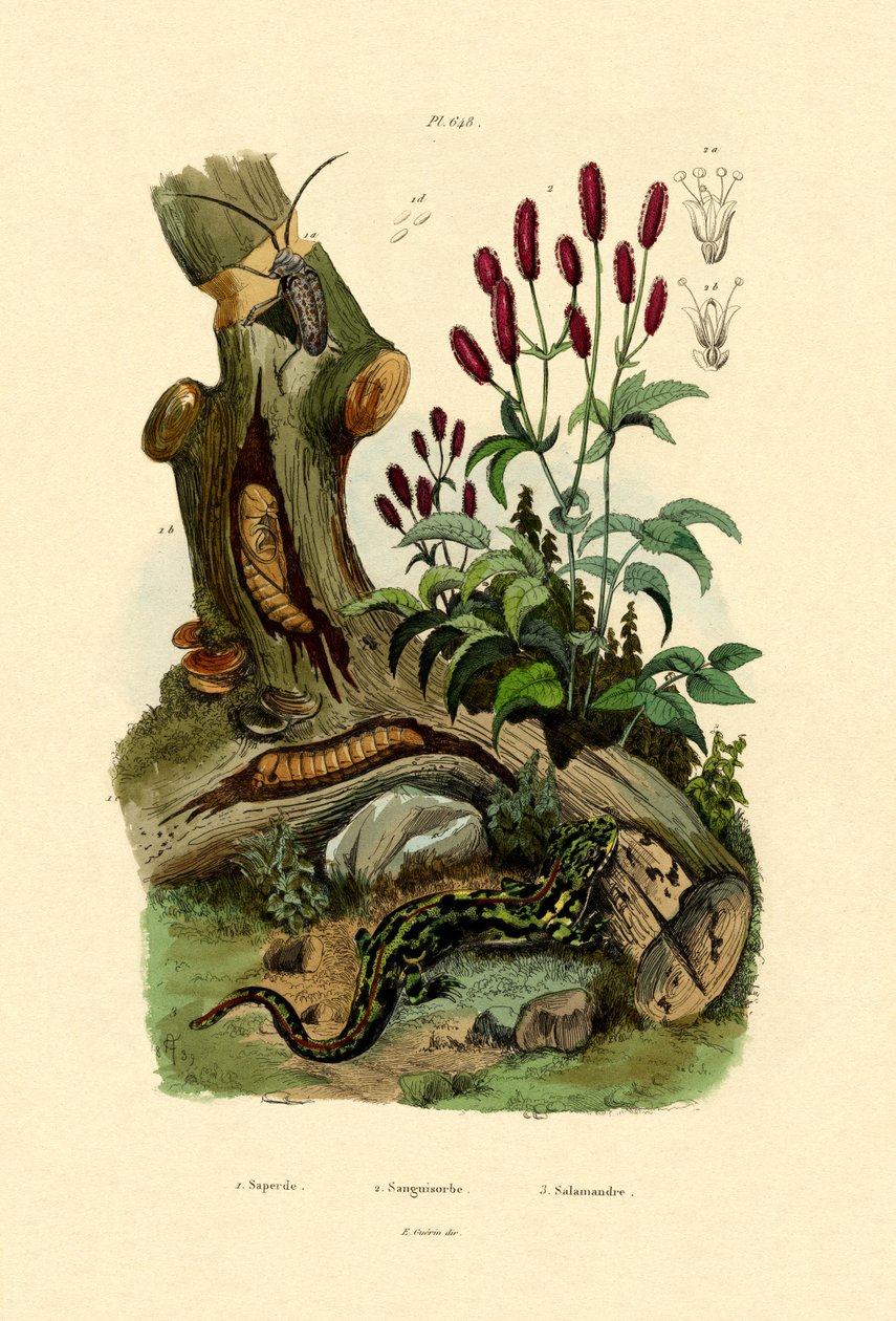 Salamandra da French School