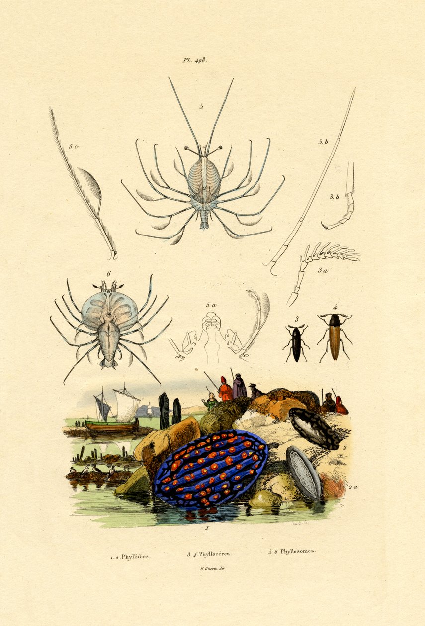 Lumaca di Mare da French School