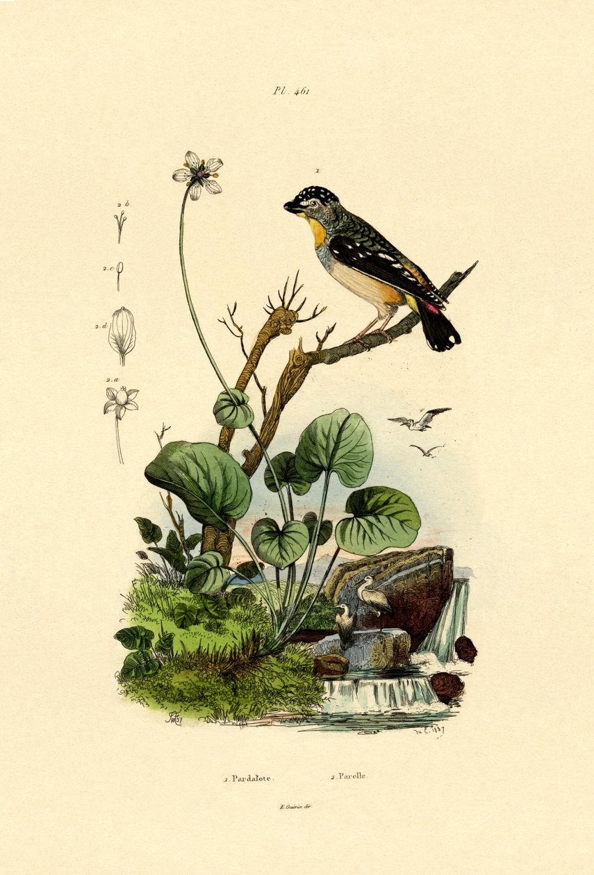 Pardalote maculato da French School