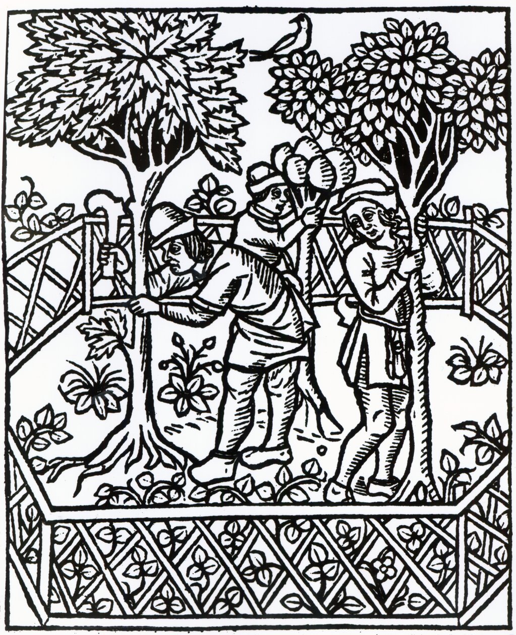 Cura delle viti da 