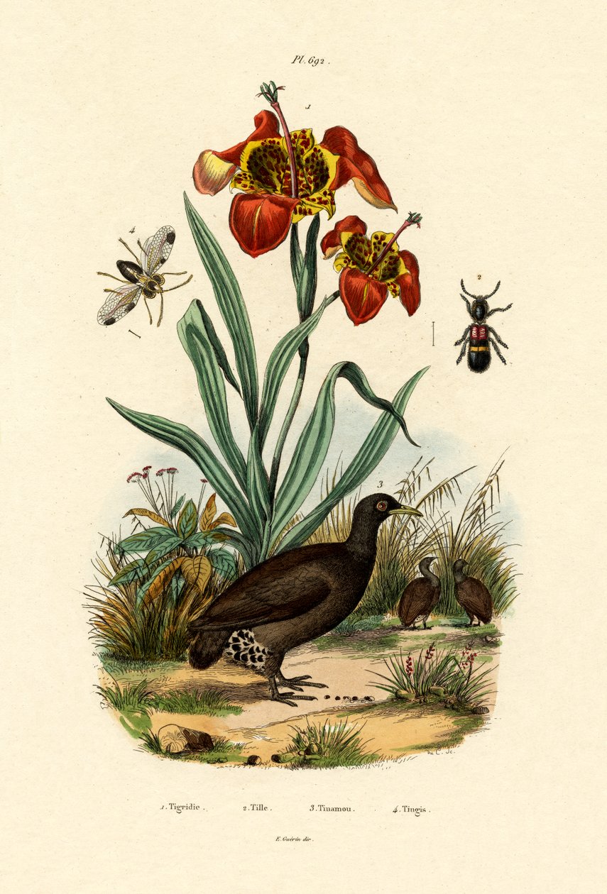Fiore di Tigre da French School