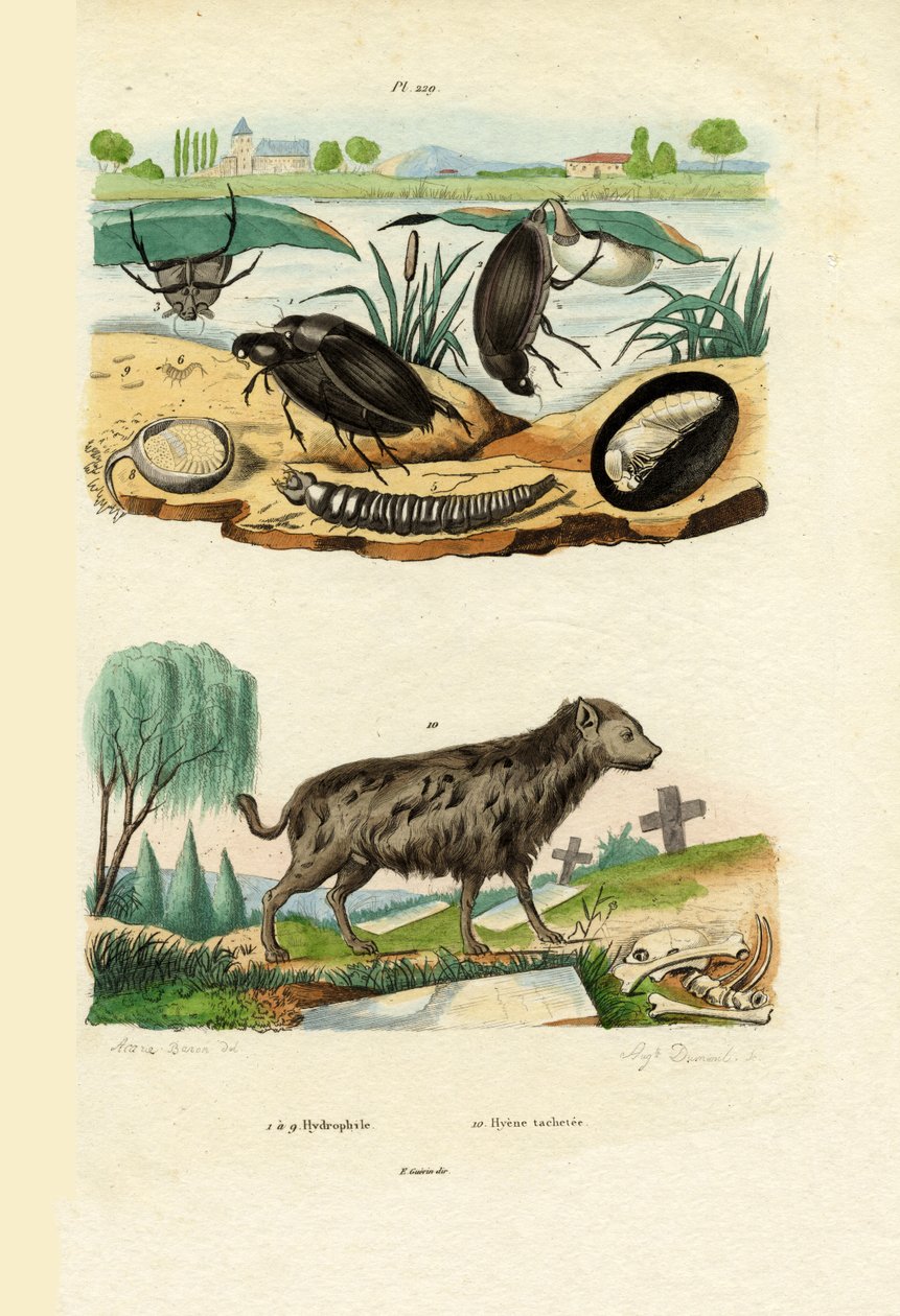 Coleotteri d