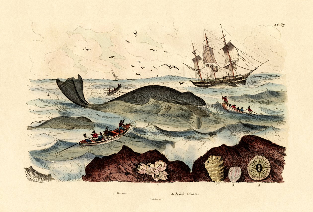 Balena, 1833-39 da French School