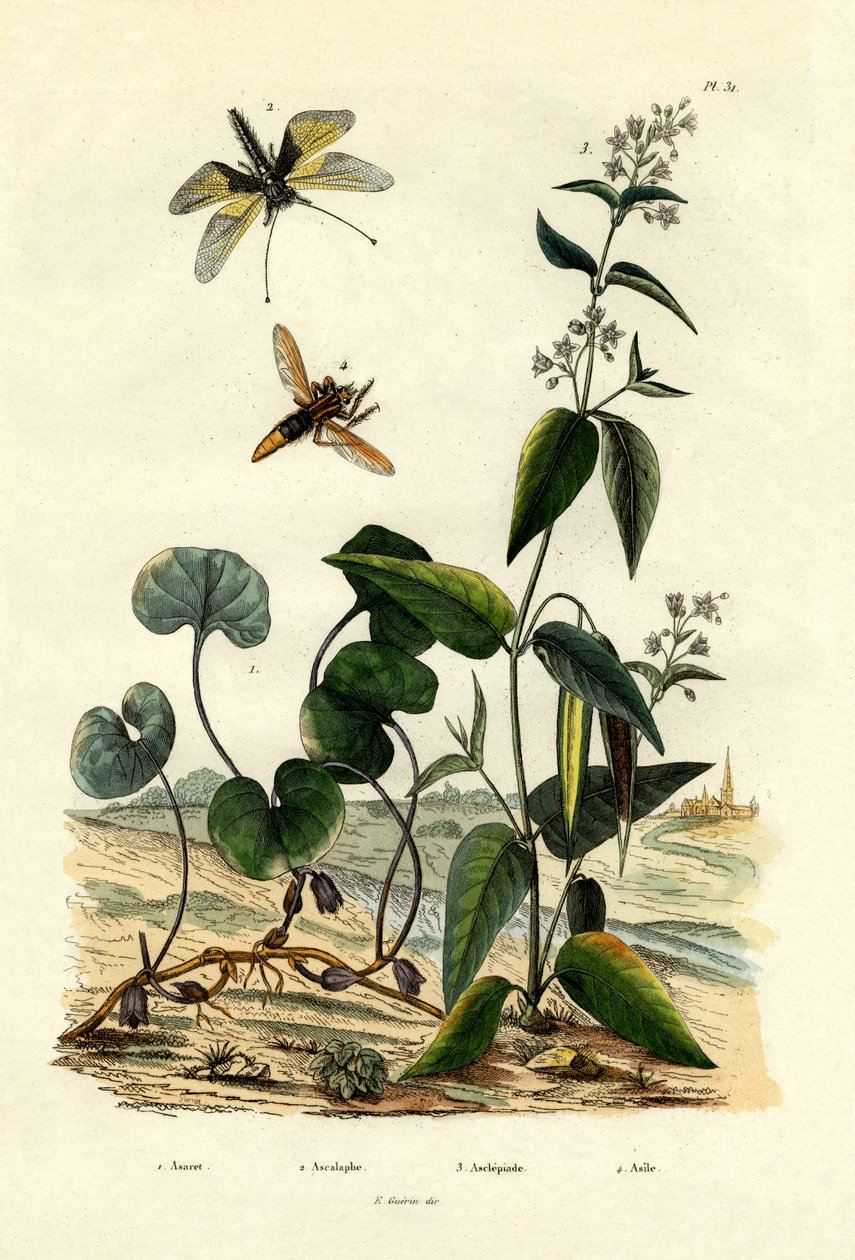 Zenzero selvatico, 1833-39 da French School