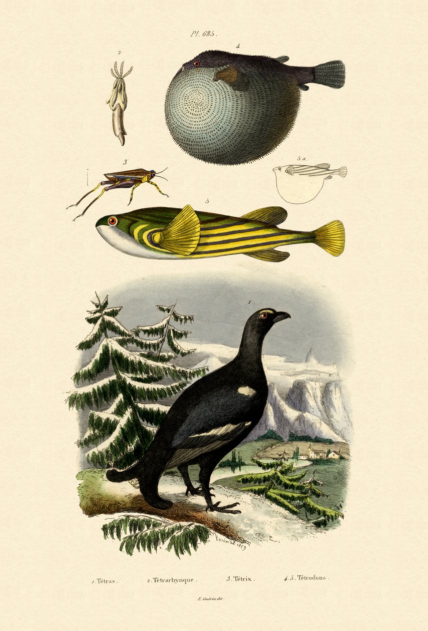 Gallo cedrone da French School