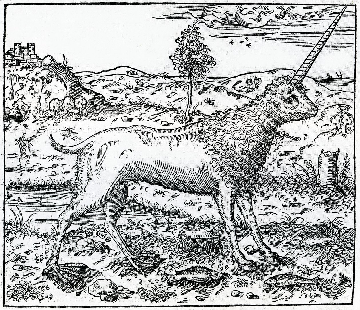 Unicorno del Campchurch, illustrazione da 