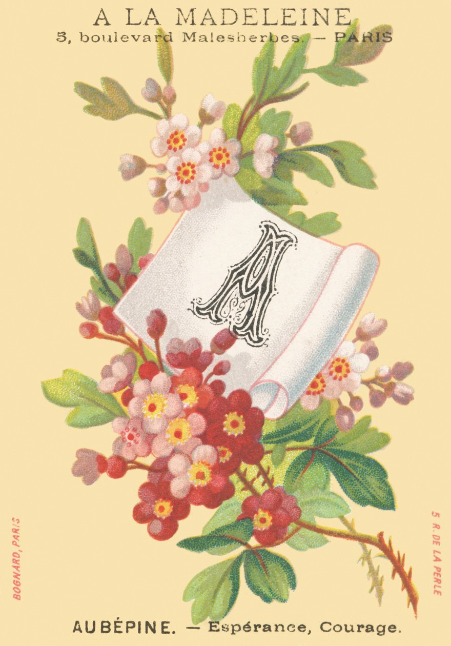 A: Aubepine - Speranza, Coraggio da French School