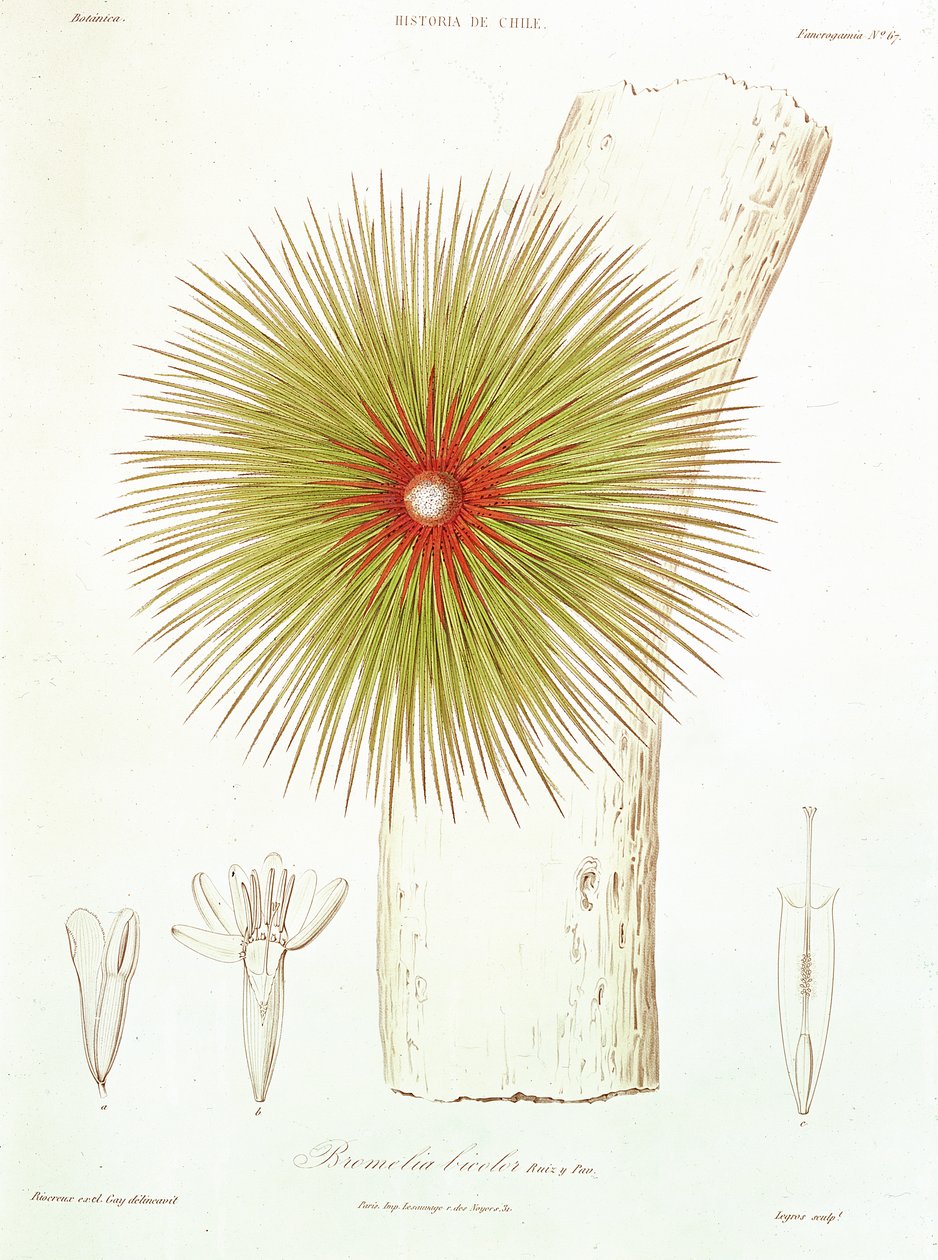 Una Bromelia trovata nelle Ande, da 