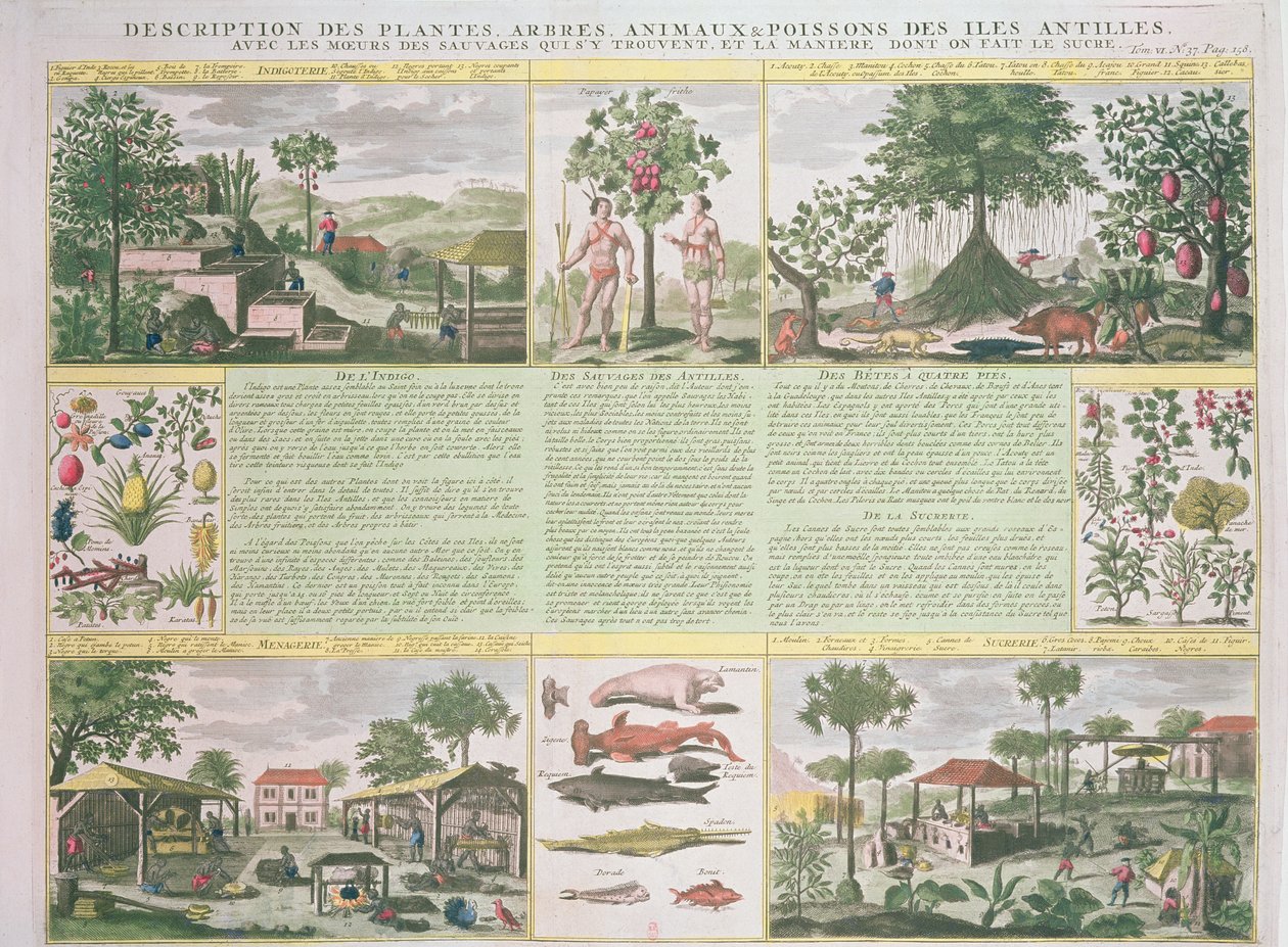Descrizione di piante, alberi, animali e pesci trovati nelle Antille, illustrazione da Histoire Generale des Antilles Habitees par les Francois Vol. 2 di Jean Baptiste Du Tertre (1610-1687) da French School
