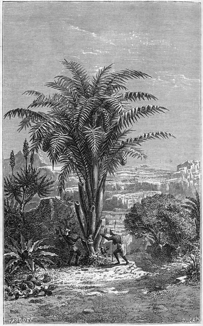 Un Gagouier della Guinea è una palma della tribù dei calamees, indispensabile alla vita perché fornisce pane e vino agli africani - Incisione in "le journal de la jeunesse" da French School