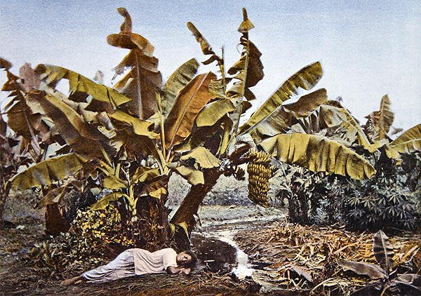 Piantagione di banane e manioca in Nuova Caledonia, fine XIX secolo da French School
