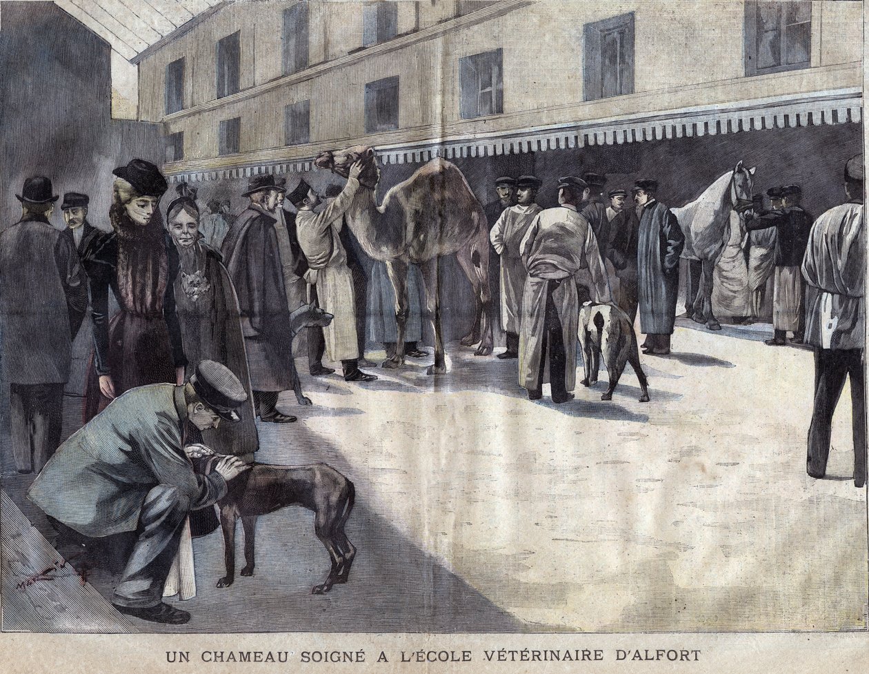 Un cammello guarisce alla Scuola Veterinaria di Maison Alfort. Illustrazione del 1899 in 