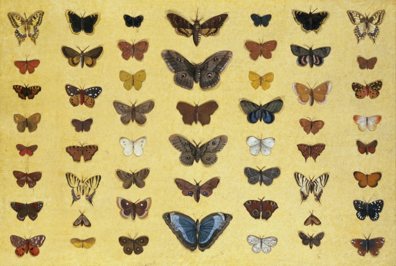 Un collage di farfalle e falene tra cui la Camberwell Beauty, la Swallowtail britannica, la Swallowtail rara, il Pavone e la Small Tortoiseshell, c.1830 da French School