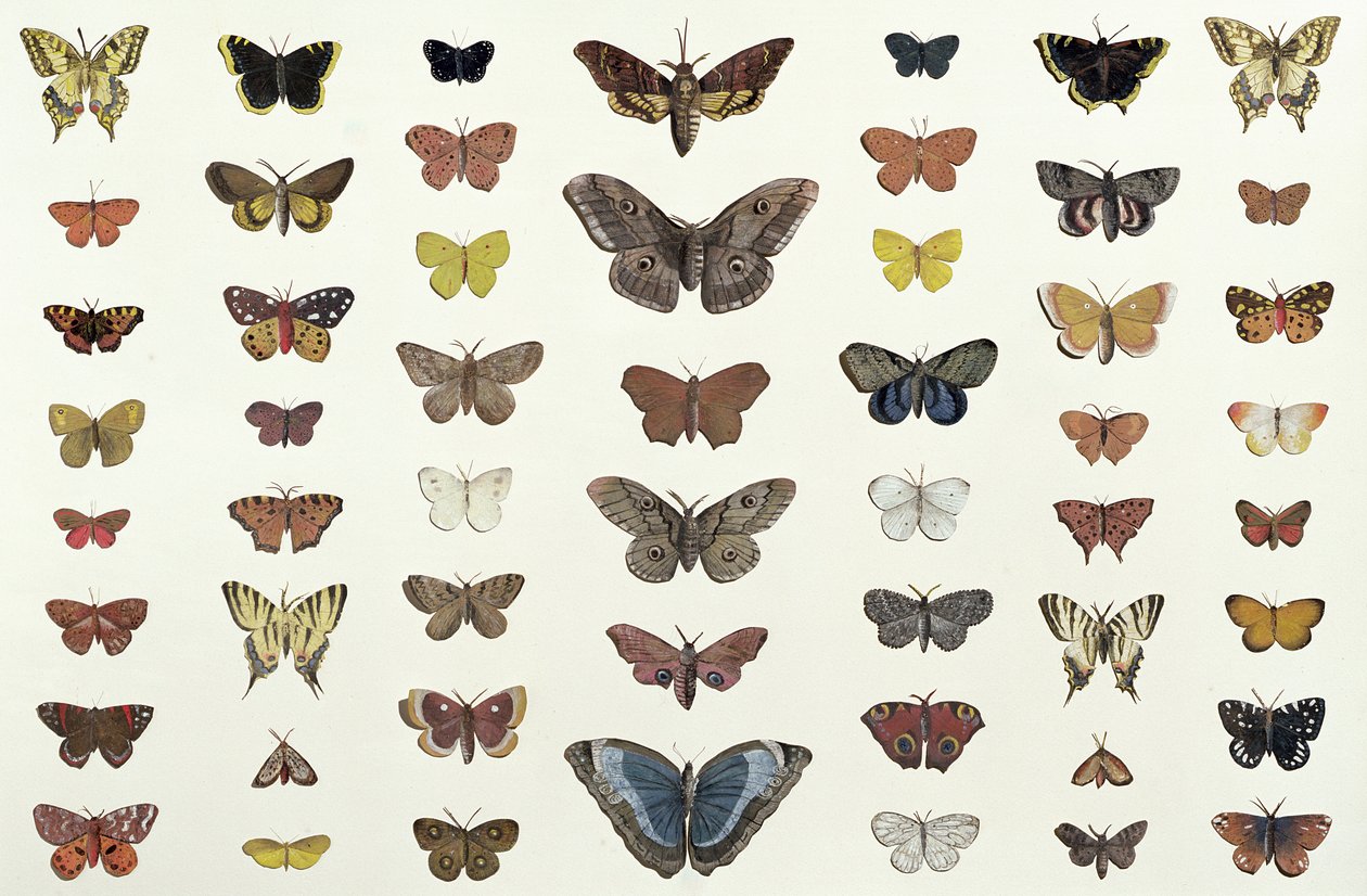 Un collage di farfalle e falene tra cui la Camberwell Beauty, la British Swallowtail, la Scarce Swallowtail, il Peacock e la Small Tortoiseshell, c.1830 da French School