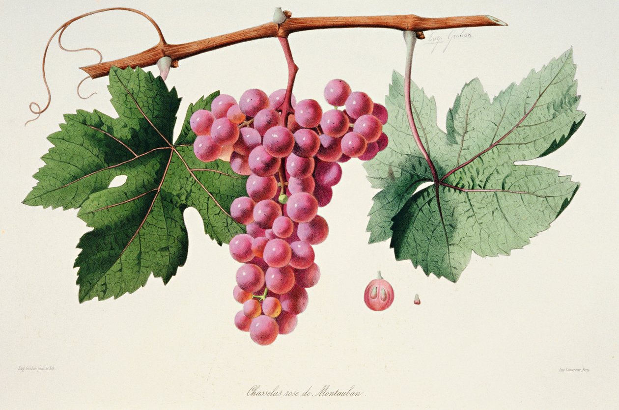 Ampelografia, Uva Chasselas Rose de Montauban Auvergne da French School